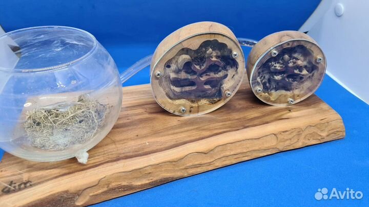 Harpegnathos saltator отводки и не только