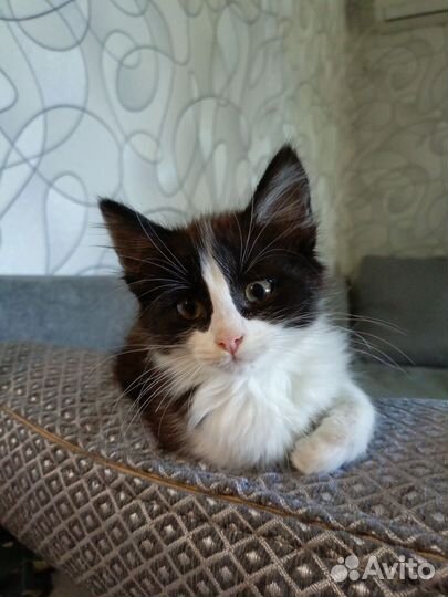 Кошечка в добрые руки