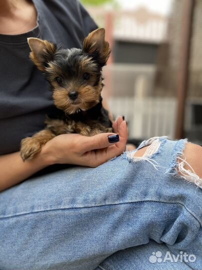 Йоркширский терьер девочка