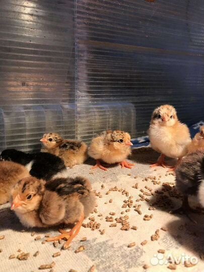 Суточные цыплята