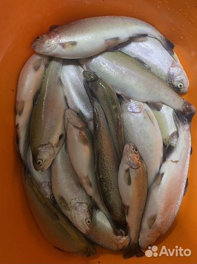 Форель радужна, рыба живая, малек форели