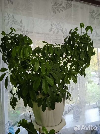 Комнатные цветы шефлера