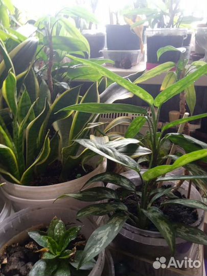 Комнатные цветы