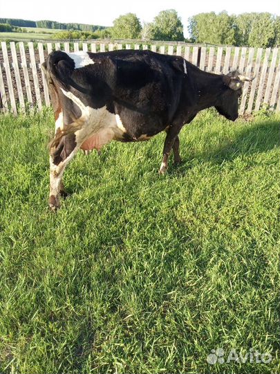 Корова дойная