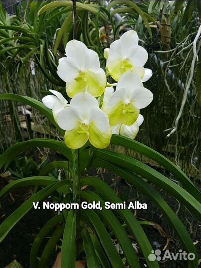 Экзотические растения