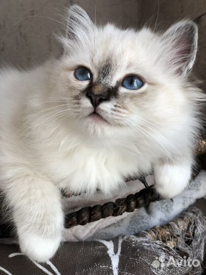 Котята Священная Бирма