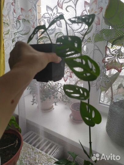 Монстера манки и другие растюшки