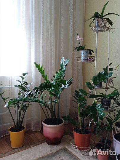 Замиокулькас