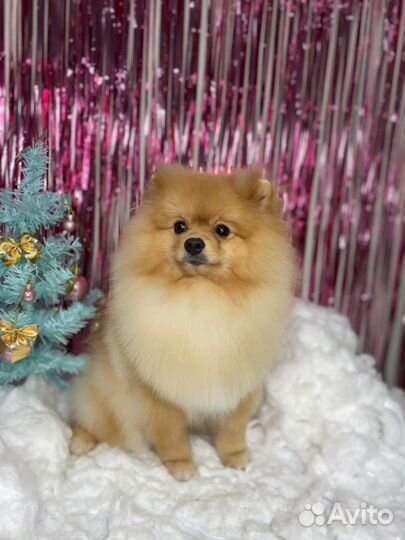 Немецкий шпиц вязка