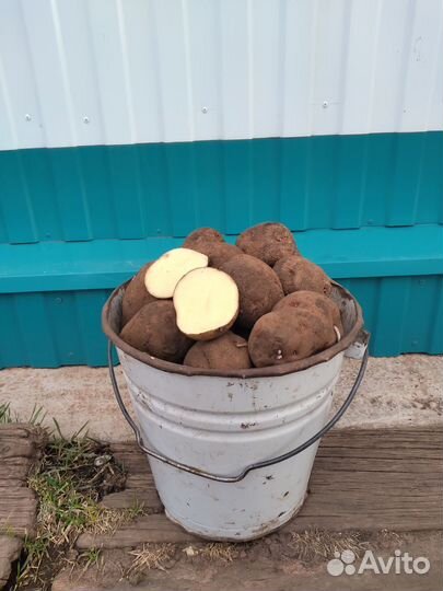 Продам картофель