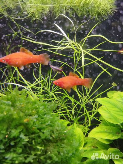 Сапфировый (голубой) попугай