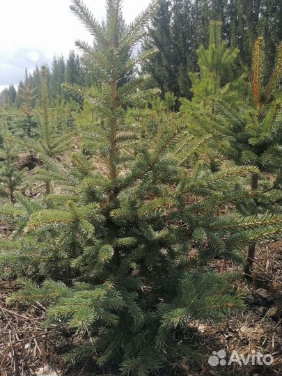 Саженцы ель голубая