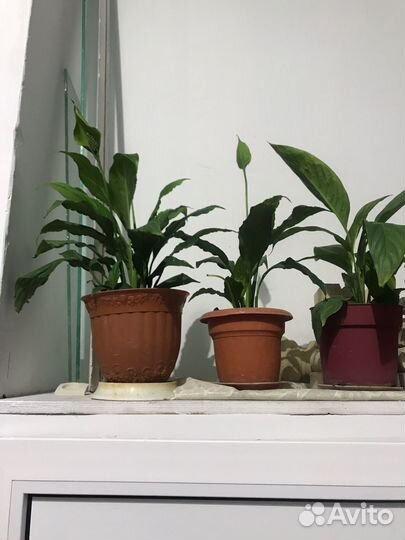 Замиокулькас