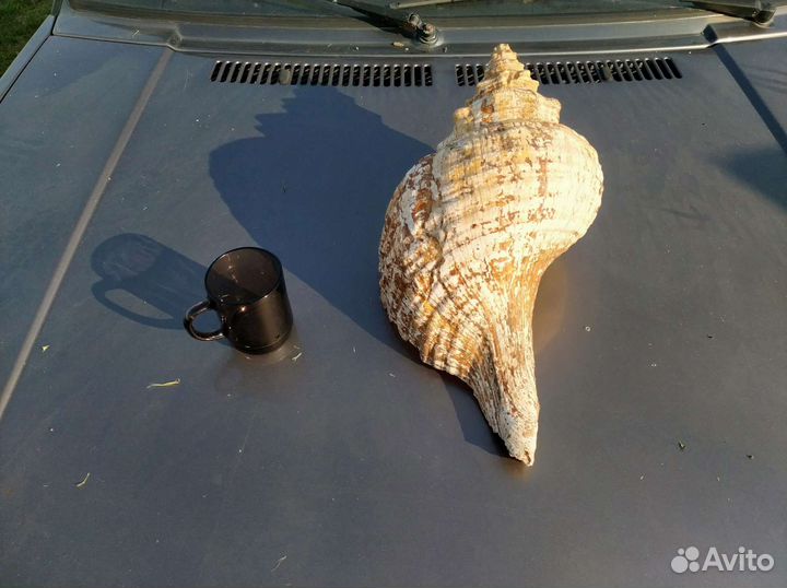 Большая морская раковина