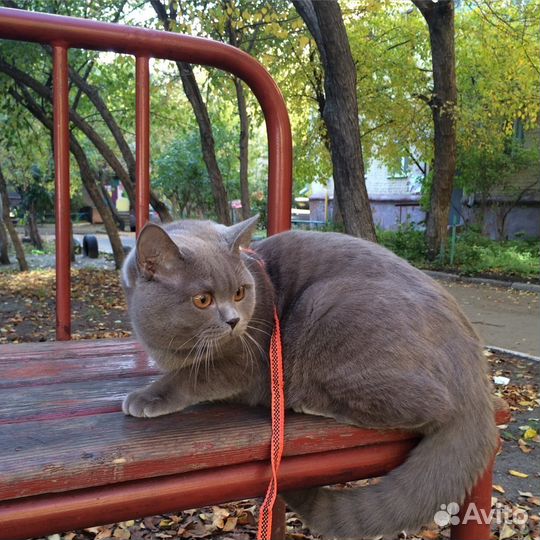 Кот на вязку