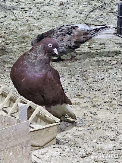 Голуби николаевские красные белохв крытые