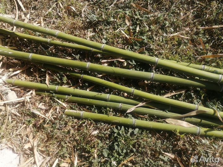Продам ствол бамбука
