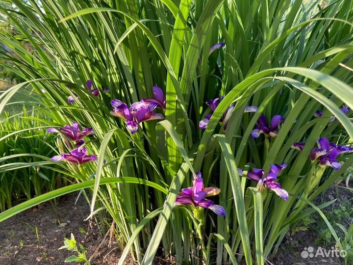 Цветы для сада