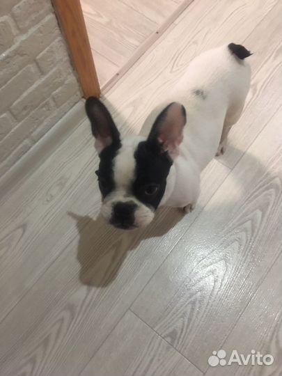 Французский бульдог