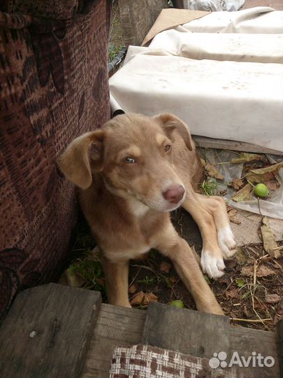 Отдам рыженьких щенков-девочек