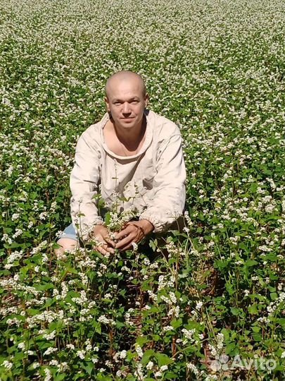 Мёд луговой с гречишным