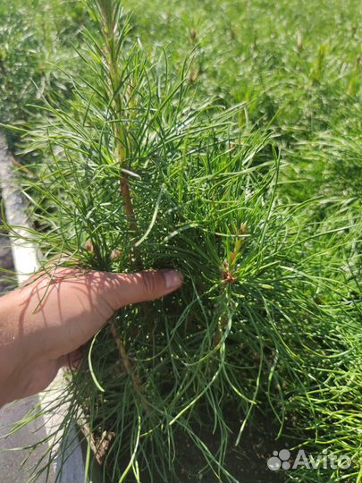 Сеянцы ели зкс от производителя