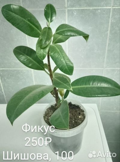 Комнатные растения