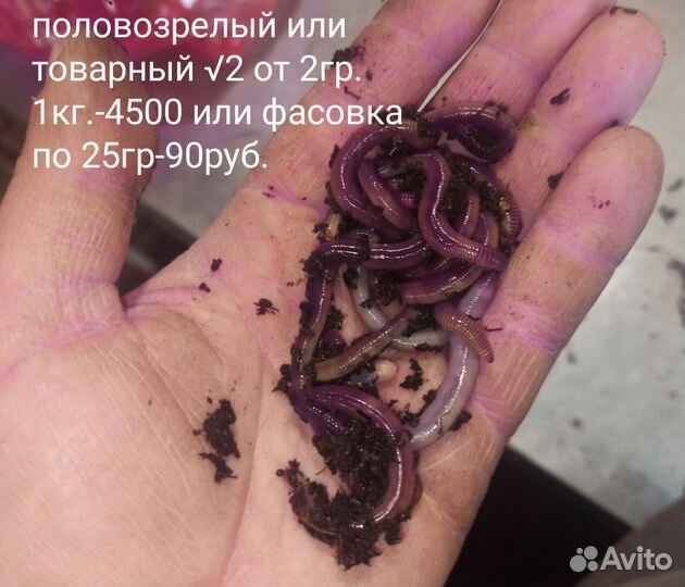 Черви Дендробена