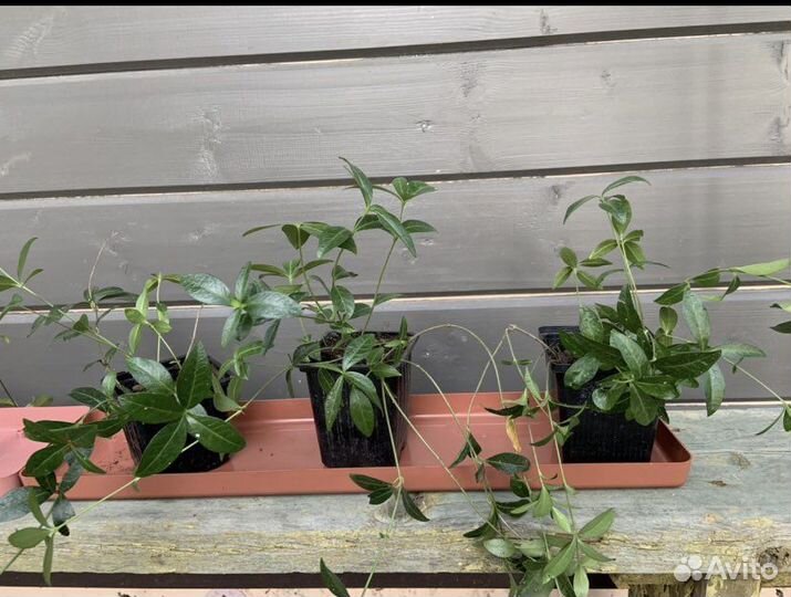 Многолетники Барвинок, Папоротник и др