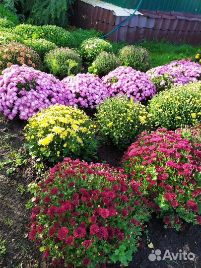 Хризантемы мультифлора в горшках