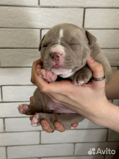 Щенки питбуля