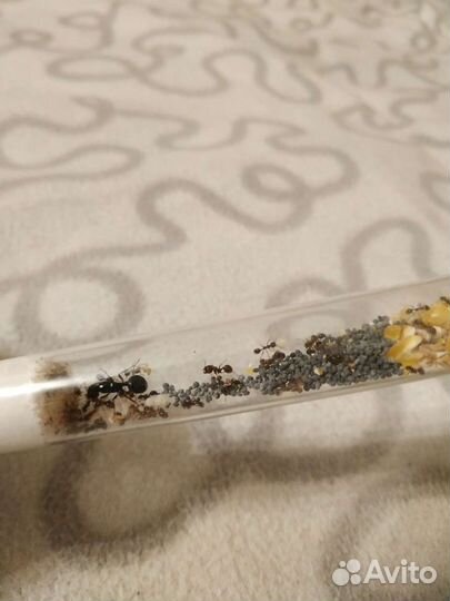 Матка муравьев