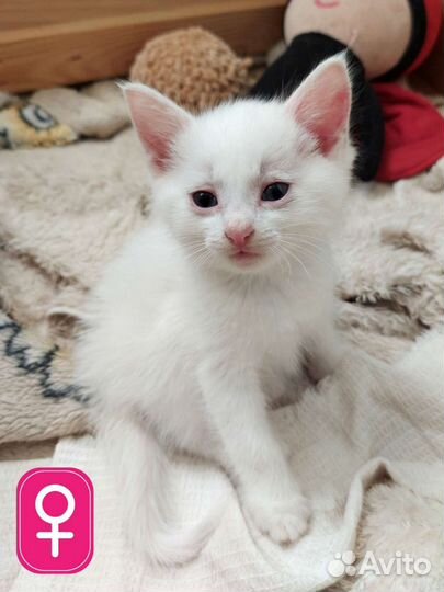 Кот трехцветный