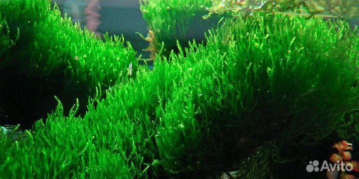 Мох пламя (Taxiphyllum sp., англ. Flame Moss)