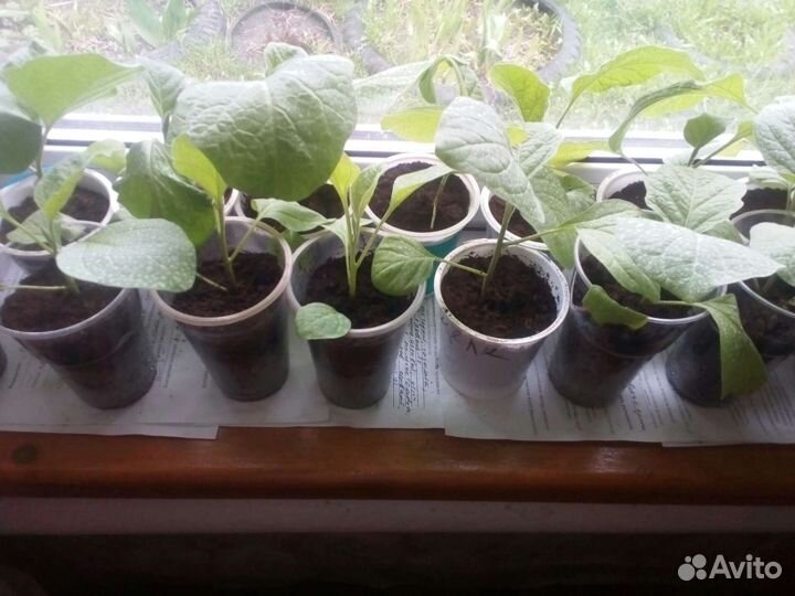 Рассада помидоры, перцы, петунии