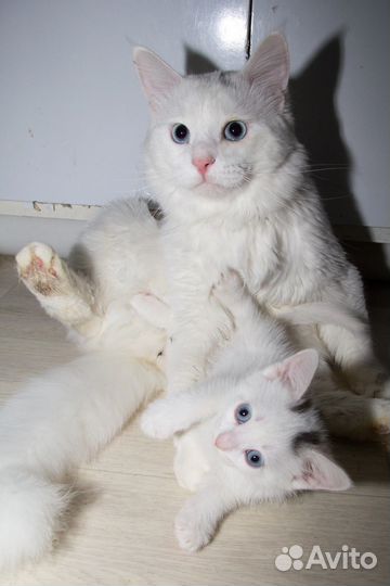 Котята сибирские
