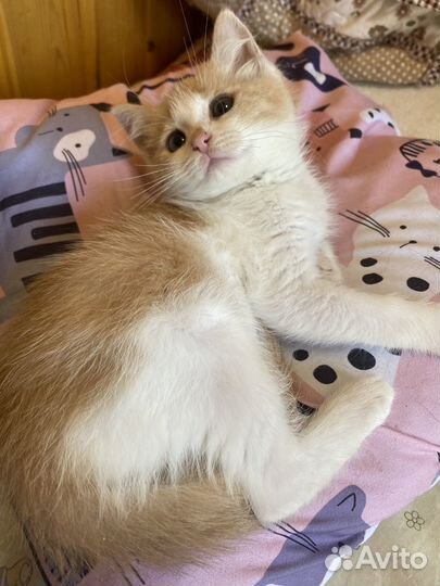 Кошечка в добрые руки