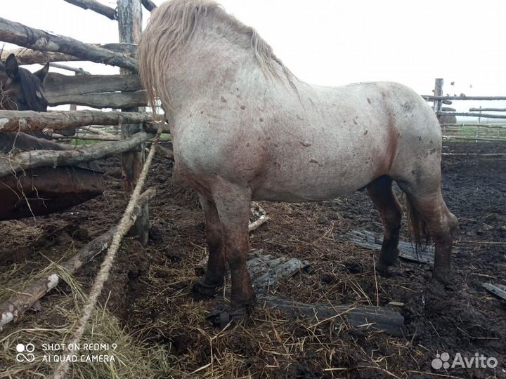 Два жеребца на племя