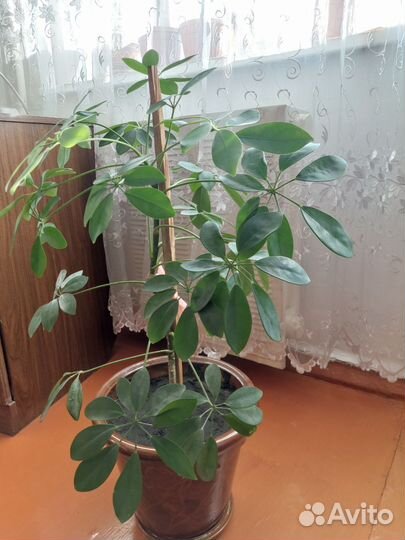 Комнатные растения цветы большие