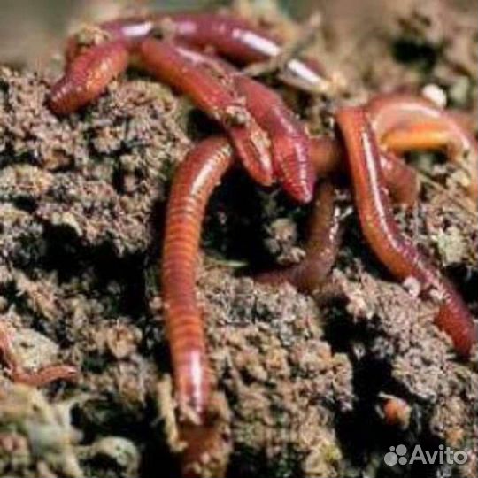 Дождевые калифорнийские черви