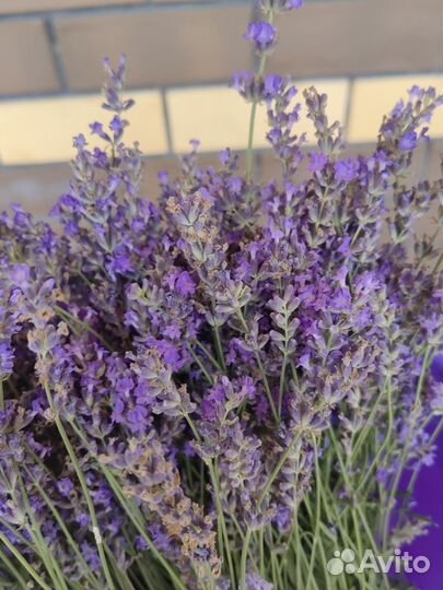 Лаванда сухоцвет