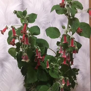 Колерия