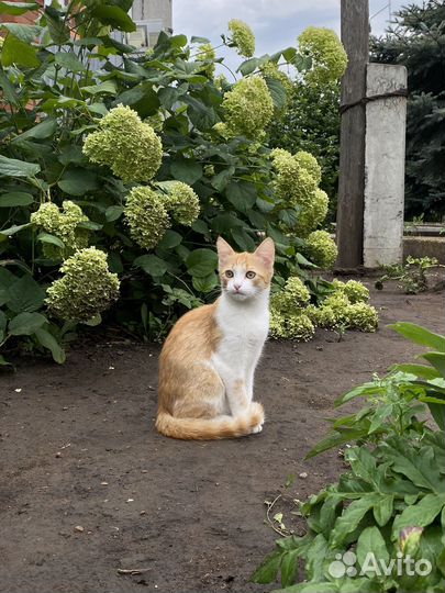 Котенок