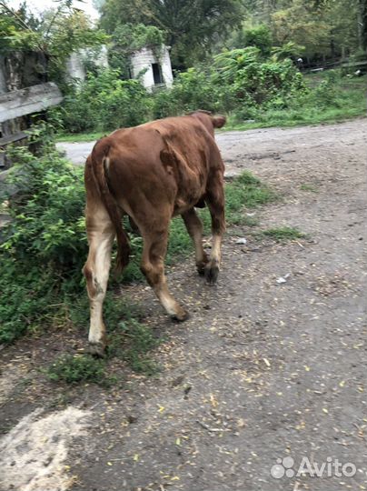 Бычок и телка