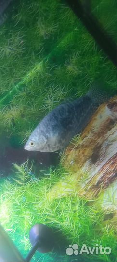 Мраморные гурами пара