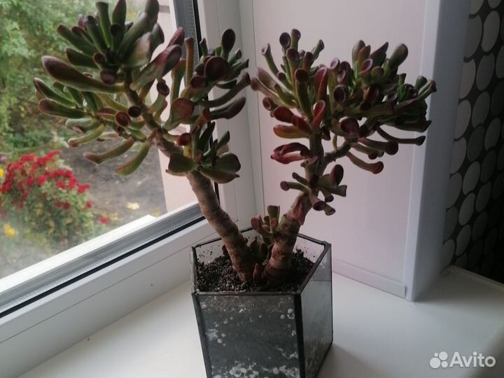 Красула толстянка