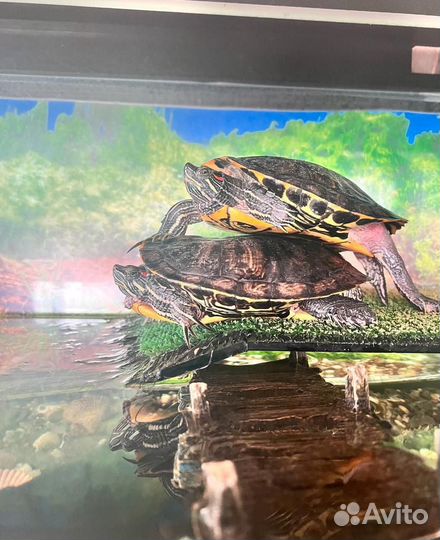 Аквариум на 150 литров
