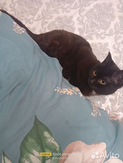 Кошки в добрые руки