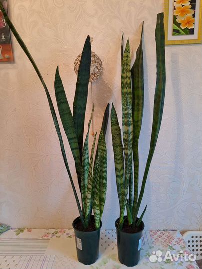 Сансевиерия