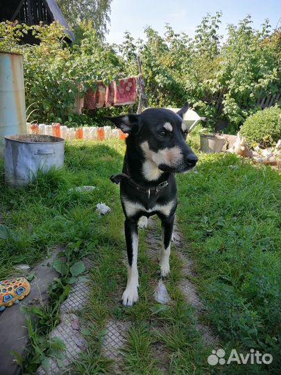 Собака в добрые руки